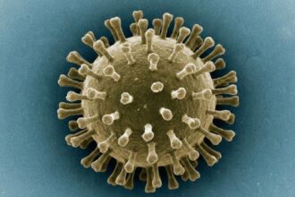 Bird Flu H5N1 2025 CDC Updates and Human Cases