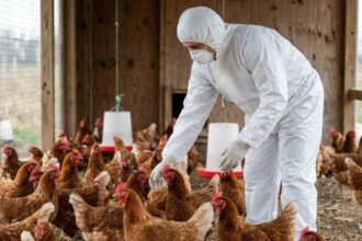 Hunterfly 25 12 08 120346 1 Bird Flu H5N1 2025 Global Outbreak and Animal Impact
