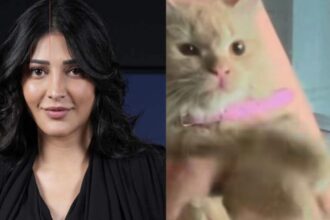 Hunterfly 26 08 10 152245 Shruti Haasan discusses rehoming her adopted cat Aslan after severe allergic reactions